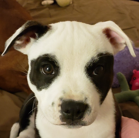 Meet your Posher, Heather - Picture 1 of 1